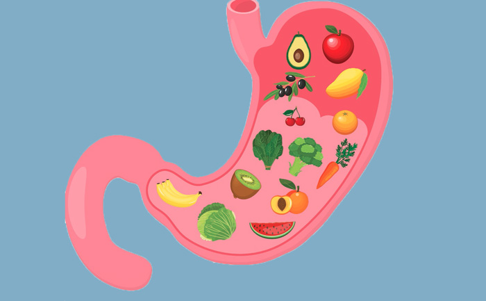 Infographie du bol alimentaire dans l'estomac