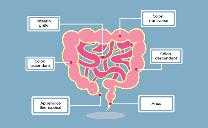 Infographie de l'intestin