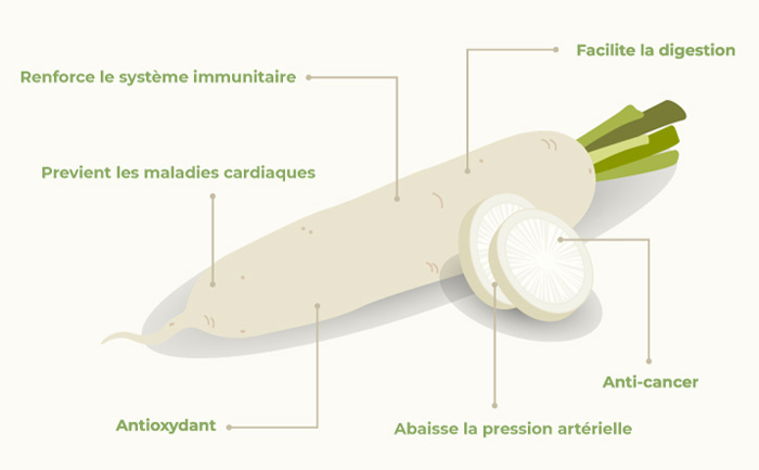 Les bienfaits du panais