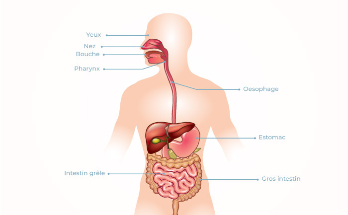 Infographie du tube digestif