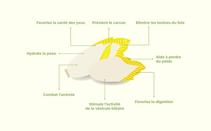 Les bienfaits de l'endive