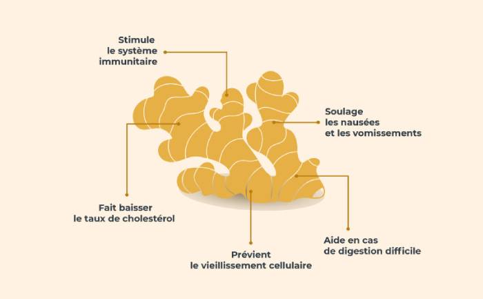 Infographie sur les bienfaits du gingembre