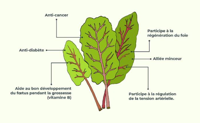 Infographie sur les bienfaits de la blette