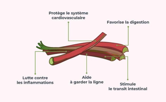 Infographie sur les bienfaits de la rhubarbe