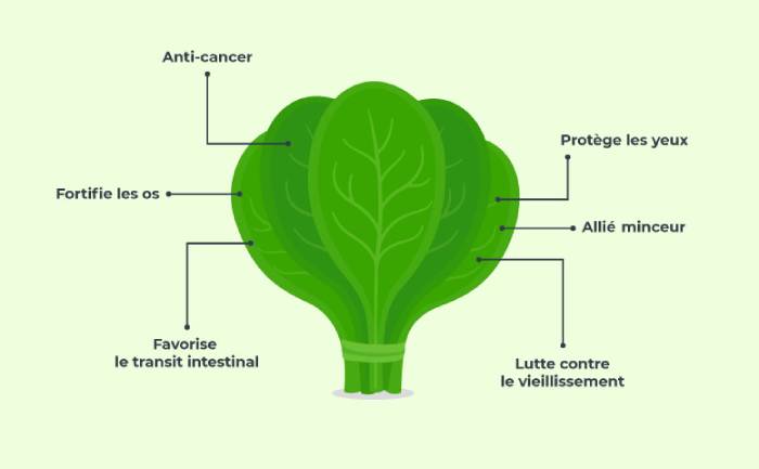 Infographie sur les bienfaits de l'epinard