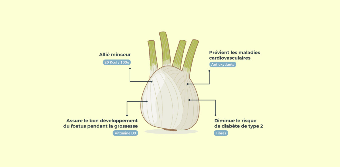 Infographie sur les bienfaits du fenouil